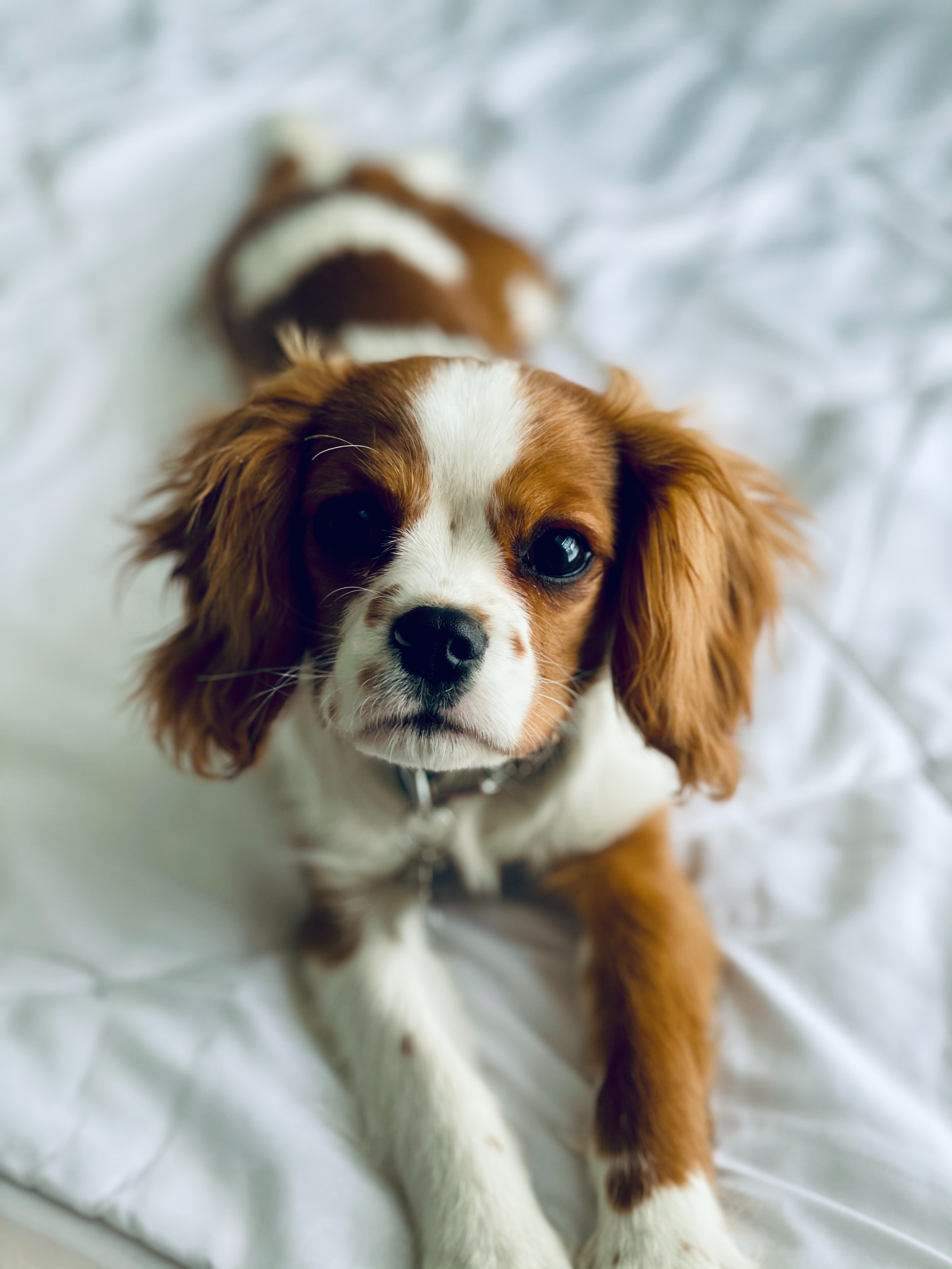 Charles best sale spaniel puppy